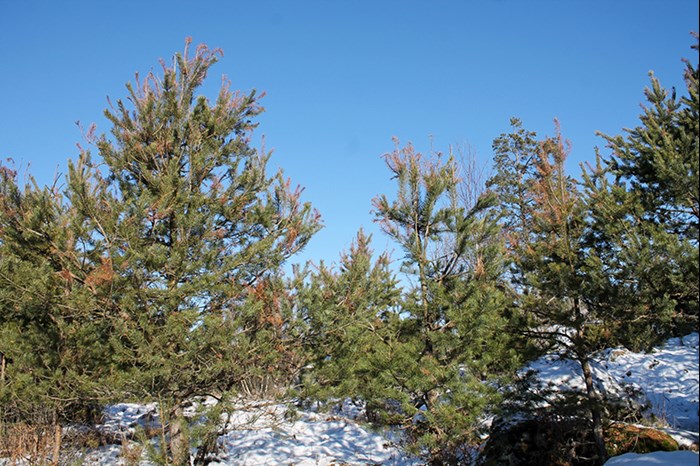 Scots pine trees with yellow tree crowns. Photo.