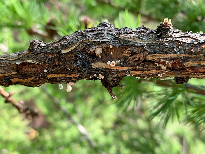 Small white mushrooms on the underside of a branch. Photo.