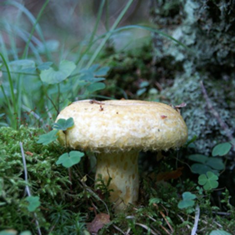 En gul svamp i skogsmark. Foto.