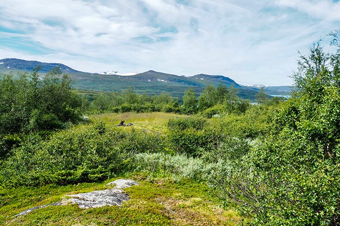 GRasslands and low trees. Photo.