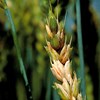 Wheat with fungal disease. Photo.