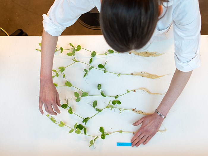 En kvinna sedd ovanifrån undersöker ärtplantor på ett bord. Foto.
