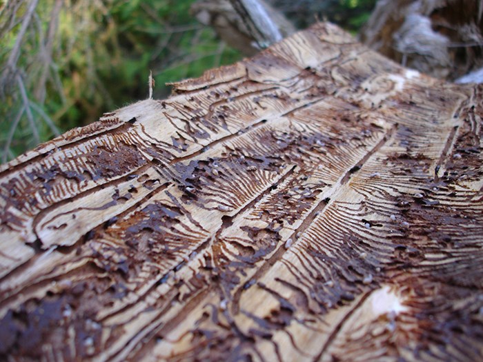 Passages in tree bark. Photo.