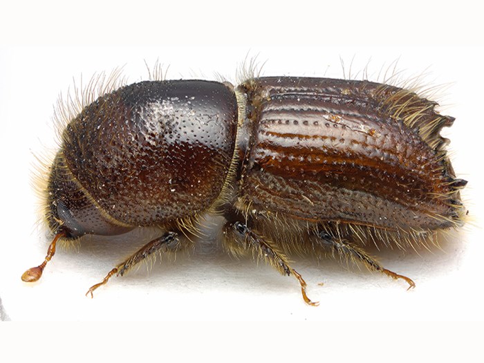 A brown beetle. Photo.