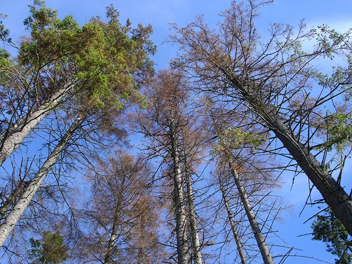 Trees without needles. Photo.