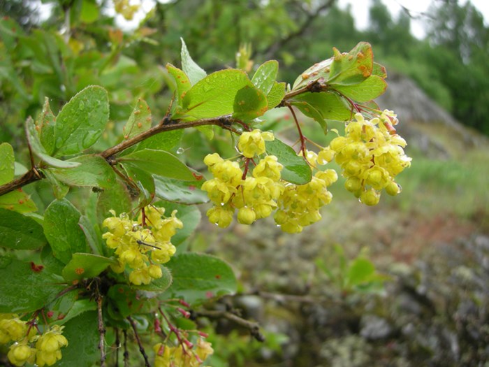 Gula formationer på gröna blad, foto.