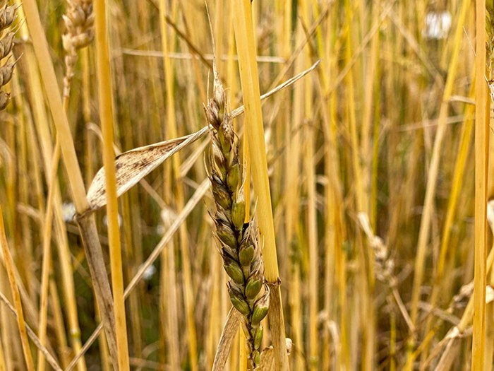Ett veteax med svarta prickar på. Foto.
