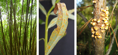 Three pictures of plant damages, photo.