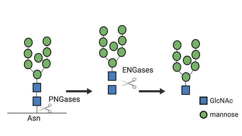 Proteins, illustration.