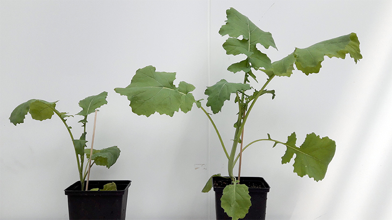 Plants in pots, photo.