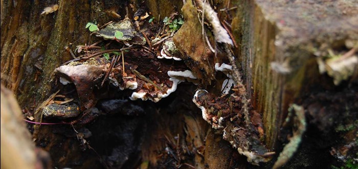 A fungi on a tree trunk, photo.