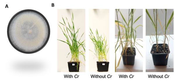 Petri dish and pots with wheat. Photo.