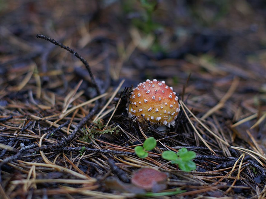 Röd svamp med vita prickar, foto.