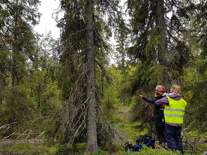 Två personer i en skog tittar på ett träd. Foto.