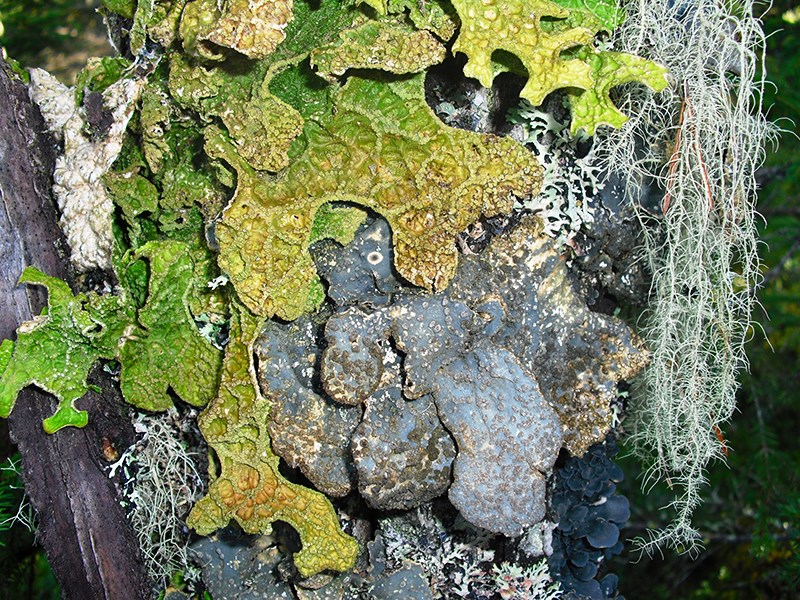 A green lichen on a tree trunk. Photo.