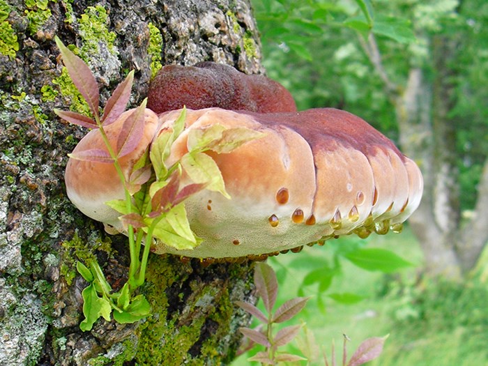 En svamp växer på en trädstam. Foto.
