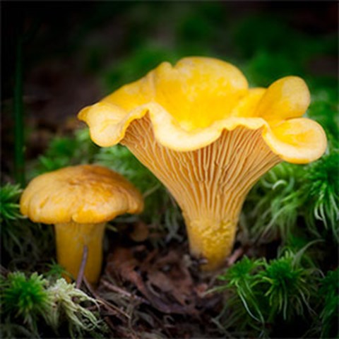 En gul svamp, foto.