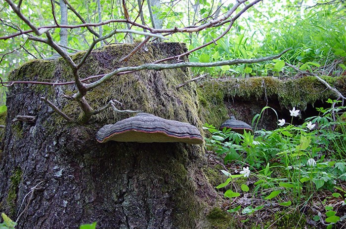 En svamp på en stubbe, foto.