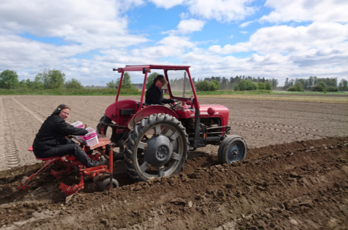 Traktor med potatissättare. Foto.