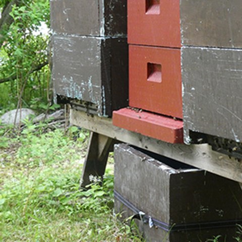 Three bee hives with bees crwling in and out. Photo. 
