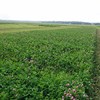 Blommande rödklöver. Foto.