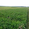 Flowering red clover. Photo.