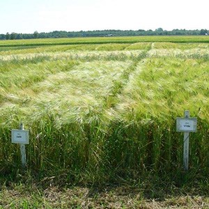 Two small plots with cereals and with signs in front saying "Judit" and "Vilde". Photo.