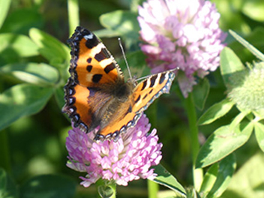 En nässelfjäril sitter på en rödkloverblomma. Foto.