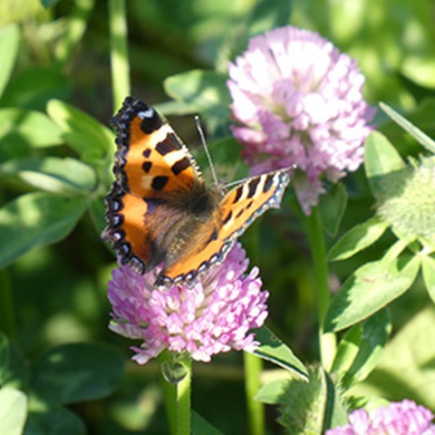 A butterfly sitting on a red clover flower. Photo.
