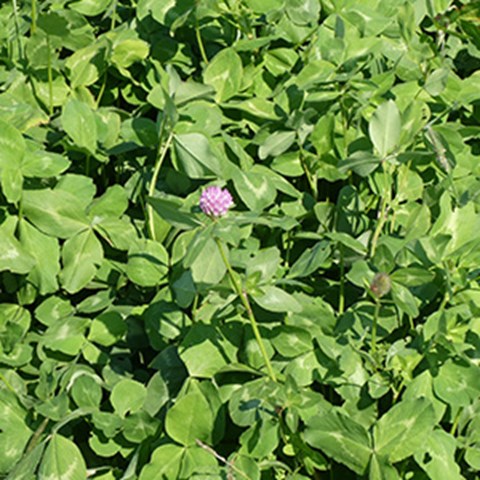 A red clover field with a single clover flower. Photo.
