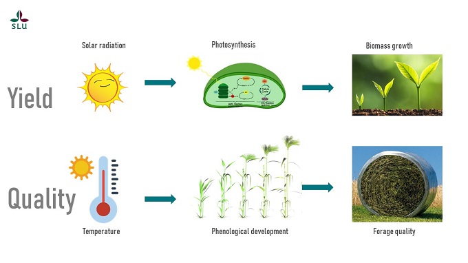 A depiction of crop modelling processes. Solar radiation drives photosynthesis with results in biomass growth, and consequently increases yield. Temperature drives phenological development, which in turns affects forage quality. 