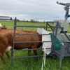 Cow on pasture, with its head inside a feeding machine. Photo.