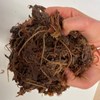 Sea algea in a hand. Photo.