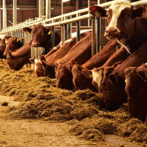 Cows eating silage. Photo.