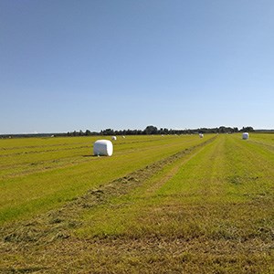 Fält med slaget gräs i strängar och inplastade balar. Foto.