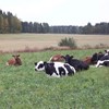 Cows on pasture