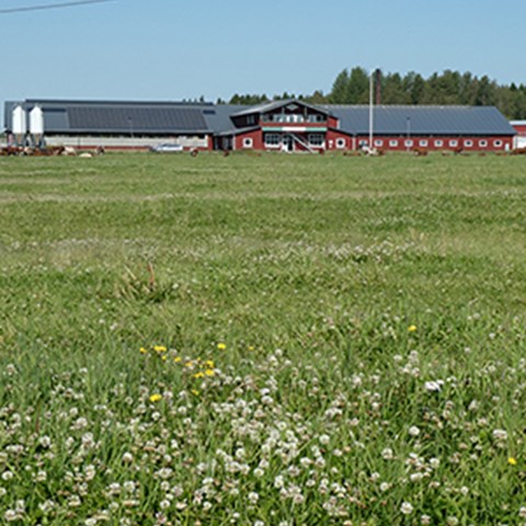 En ladugård med en grupp kor på ett fält med blommande vitklöver framför. Foto.