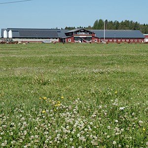 En ladugård med en grupp kor på ett fält med blommande vitklöver framför. Foto.
