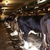 Cow in a row in a stable