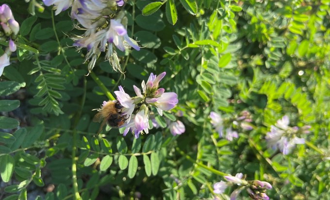Bunble bee on a flower. Photo.
