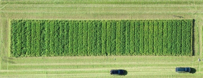 Air image o a field with crops in small plots. Photo.