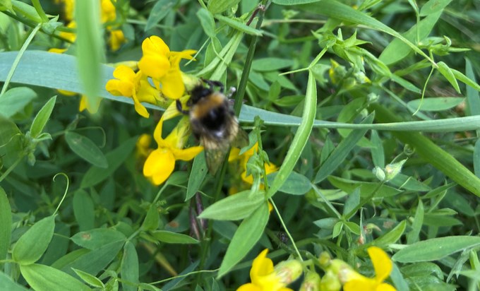 Bumblebee on a flower. Photo.