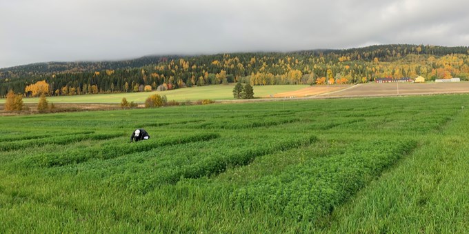 A person is sampling in a field with different crops. Photo.