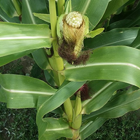 A corn cob on a corn plant. Photo.