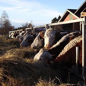 Köttrasstutar som äter foder utomhus i solen. Foto.