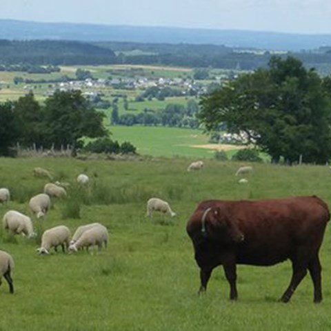 Vita får och röda kor som går tillsammans på ett fält. Foto.