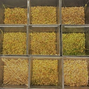 En låda med flera kornsorter som är mer eller mindre mogna