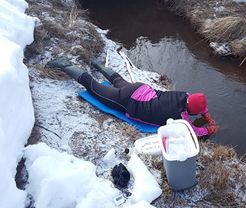 En person ligger på mage i snön och tar vattenprover från en bäck. Foto.
