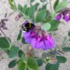 Humla som sitter på en blomma. Foto.