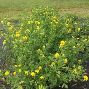 Gula blommor på ett fält. Foto.